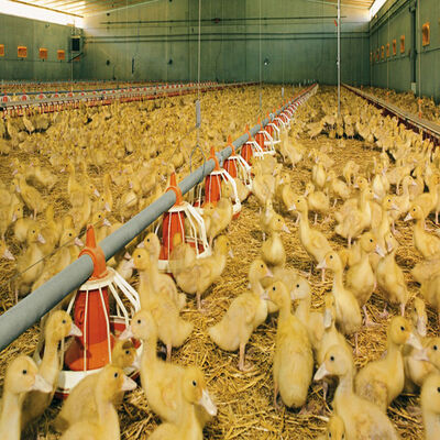 Automated Steel Poultry House with Fireproof Insulation