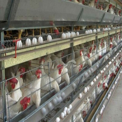 Automated Ventilation Steel Frame Chicken Coop Management Poultry House